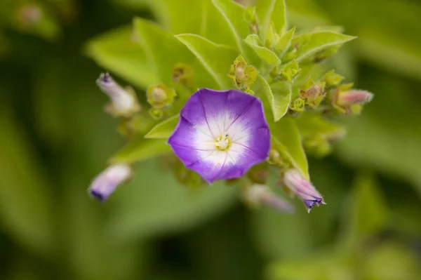 Flora Gran Canaria Blue Flowers Convolvulus Canariensis Bindweed Endemic Canary — Stock Photo, Image