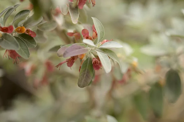 Flora Von Gran Canaria Blühender Teucrium Heterophyllum Eine Art Von — Stockfoto