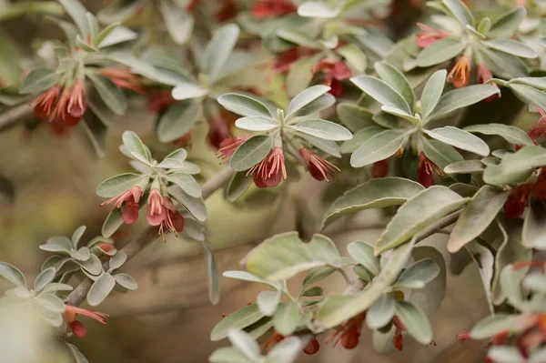 Флора Гран Канария Цветущий Teucrium Heterophyllum Вид Германды Эндемичный Macaronesia — стоковое фото