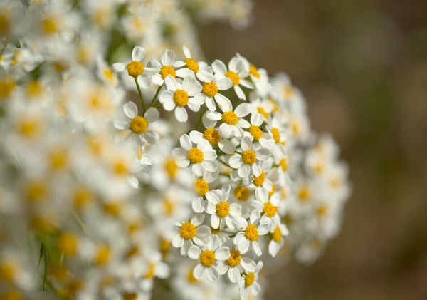 Flora Gran Canaria Tanacetum Ferulaceum Fennel Leaved Tansy Endemic Island — Stock Photo, Image