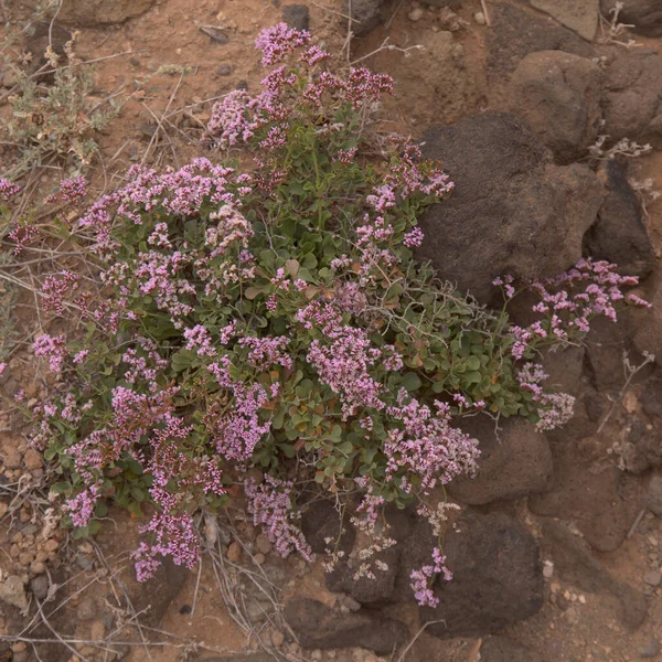Flóra Gran Canaria Limonium Pectinatum Přírodní Květinové Pozadí — Stock fotografie
