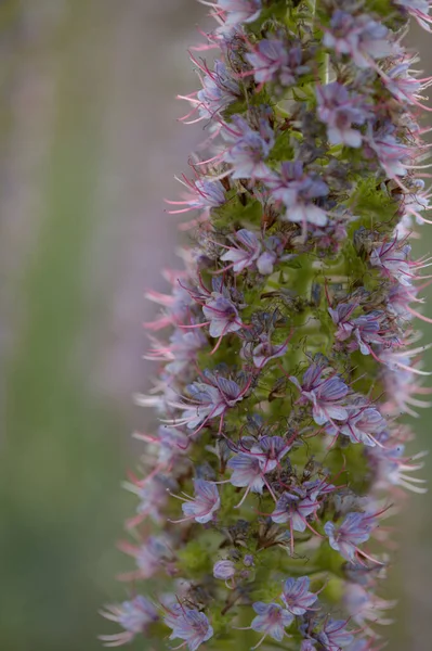 Flora Gran Canaria Echium Callithyrsum Kék Bugloss Tenteniguada Endémiás Szigeten — Stock Fotó