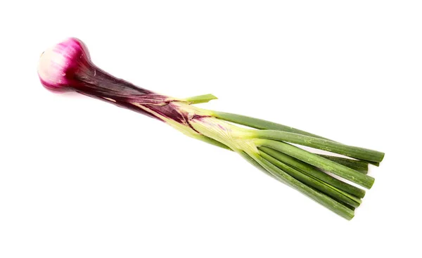 Cebolla Primavera Con Bulbo Púrpura Oscuro —  Fotos de Stock