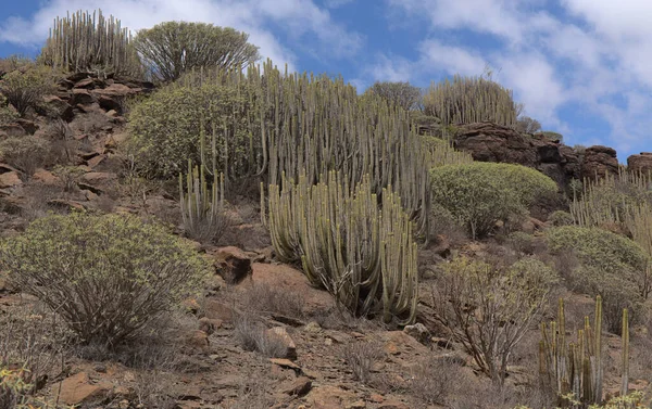 Gran Canaria Krajobraz Południowej Części Wyspy Wzdłuż Barranco Arguinegun Stromy — Zdjęcie stockowe