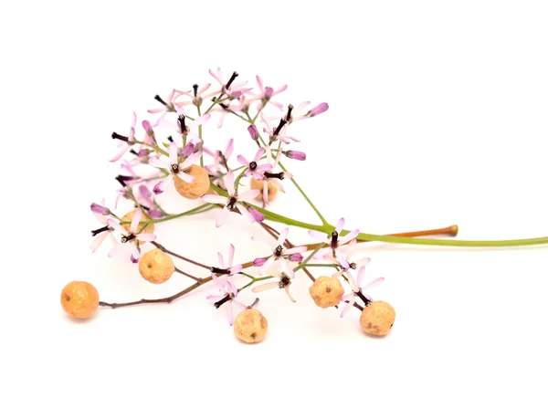 Melia Azedarach Chinzhiry Tree Pale Lilac Flowers Изолированные Белом Фоне — стоковое фото