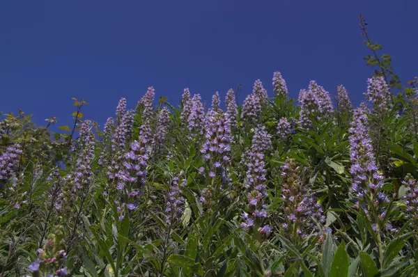 Flora Von Gran Canaria Echium Callithyrsum Blauer Glanz Von Tenteniguada — Stockfoto