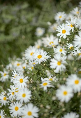 Gran Canaria 'dan Flora - Argyranthemum, Marguerite papatya Kanarya Adalarına endemik