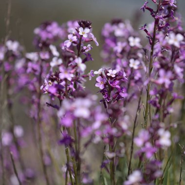 Gran Canaria 'dan Flora - zambak bitkisinin leylak çiçekleri Erysimum albescens, adaya özgü doğal makro çiçek arkaplanı.