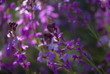 Gran Canaria 'dan Flora - zambak bitkisinin leylak çiçekleri Erysimum albescens, adaya özgü doğal makro çiçek arkaplanı.
