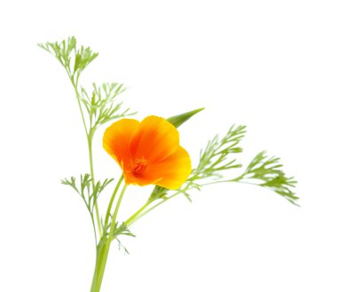 Gran Canaria 'dan Flora - Escholzia calizina, California gelinciği, doğal makro çiçekli bitki örtüsü ve istilacı türler