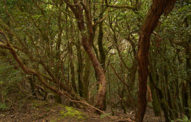Tenerife, tangled and dark forests of Anaga rural park in the north east part of the island