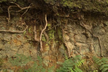 Tenerife, tangled and dark forests of Anaga rural park in the north east part of the island