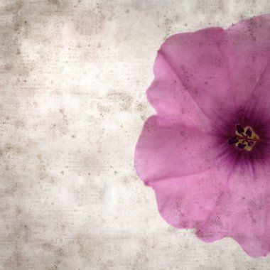 Kare biçiminde eski dokulu kağıt arka plan, soluk pembe Convolvulus althaeoides çiçekleri, mallow bindweed
