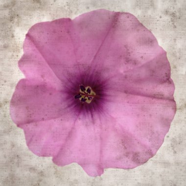 Kare biçiminde eski dokulu kağıt arka plan, soluk pembe Convolvulus althaeoides çiçekleri, mallow bindweed