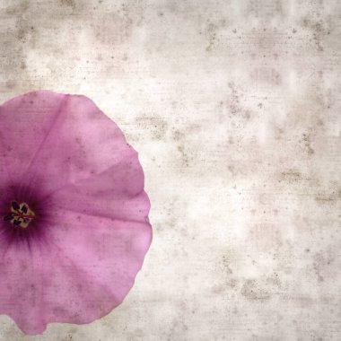Kare biçiminde eski dokulu kağıt arka plan, soluk pembe Convolvulus althaeoides çiçekleri, mallow bindweed
