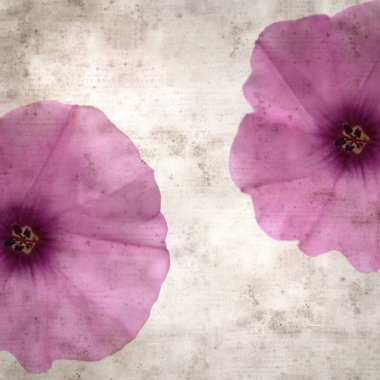 Kare biçiminde eski dokulu kağıt arka plan, soluk pembe Convolvulus althaeoides çiçekleri, mallow bindweed