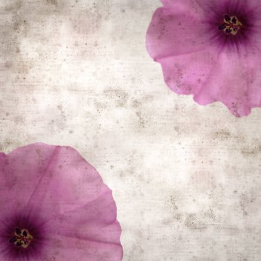 Kare biçiminde eski dokulu kağıt arka plan, soluk pembe Convolvulus althaeoides çiçekleri, mallow bindweed