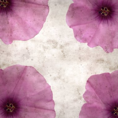 Kare biçiminde eski dokulu kağıt arka plan, soluk pembe Convolvulus althaeoides çiçekleri, mallow bindweed