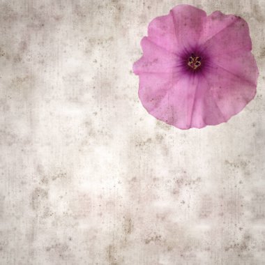 Kare biçiminde eski dokulu kağıt arka plan, soluk pembe Convolvulus althaeoides çiçekleri, mallow bindweed