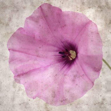 Kare biçiminde eski dokulu kağıt arka plan, soluk pembe Convolvulus althaeoides çiçekleri, mallow bindweed