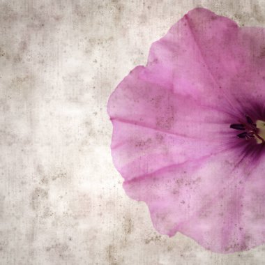 Kare biçiminde eski dokulu kağıt arka plan, soluk pembe Convolvulus althaeoides çiçekleri, mallow bindweed