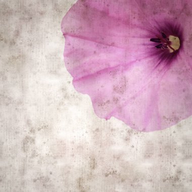 Kare biçiminde eski dokulu kağıt arka plan, soluk pembe Convolvulus althaeoides çiçekleri, mallow bindweed