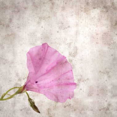 Kare biçiminde eski dokulu kağıt arka plan, soluk pembe Convolvulus althaeoides çiçekleri, mallow bindweed