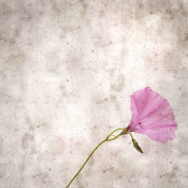 Kare biçiminde eski dokulu kağıt arka plan, soluk pembe Convolvulus althaeoides çiçekleri, mallow bindweed