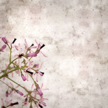 Kare biçiminde eski kağıt kaplama arka planda Melia azedarach 'ın soluk leylak çiçekleri, çinberiye ağacı 