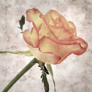 Kare biçiminde, sarı ve turuncu güllü eski desenli kağıt arka plan