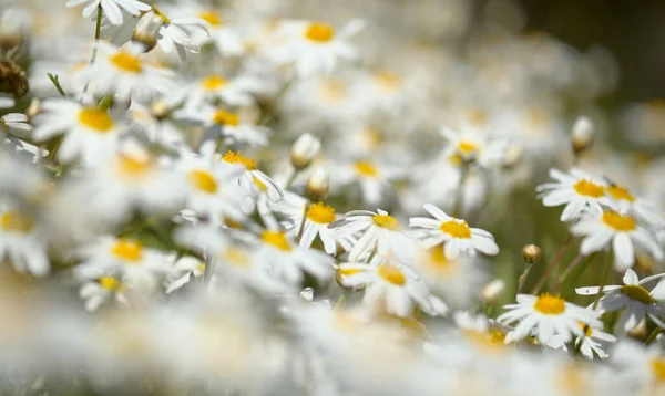 Flora Gran Canaria Argyranthemum Margarida Endémica Das Ilhas Canárias — Fotografia de Stock