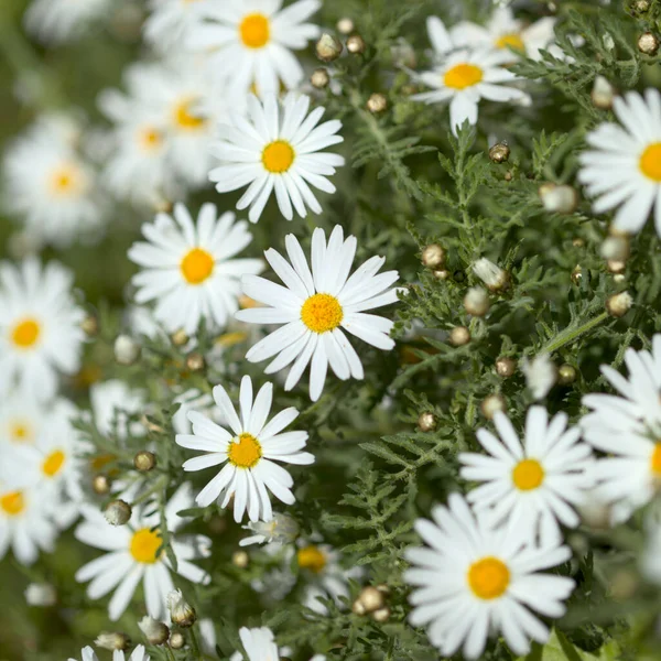 Flora Gran Canaria Argyranthemum Margarida Endémica Das Ilhas Canárias — Fotografia de Stock