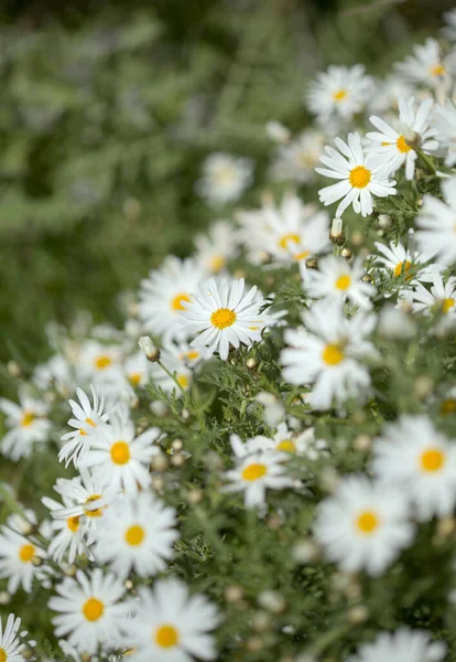 Flora Gran Canaria Argyranthemum Margarida Endémica Das Ilhas Canárias — Fotografia de Stock