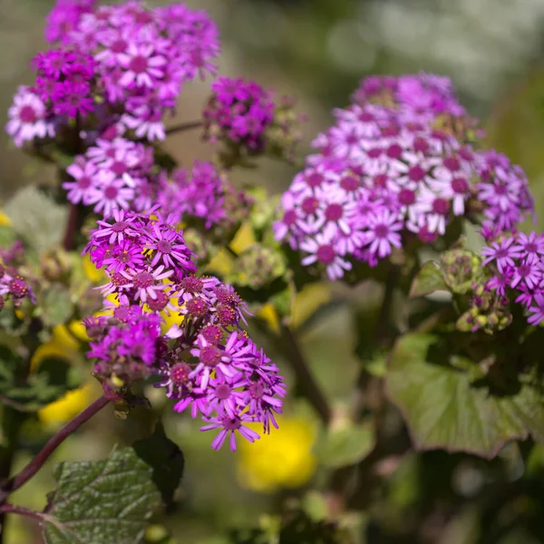 Flora Gran Canaria Фіолетові Квіти Pericallis Webbii Ендемік Острова Натуральний — стокове фото