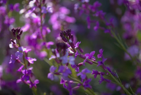 Flora Gran Canaria Lila Blommor Korsblommiga Växt Erysimum Albescens Endemisk — Stockfoto