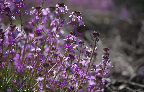 Flora Gran Canaria Fiori Lilla Della Pianta Crocifera Erysimum Albescens — Foto Stock