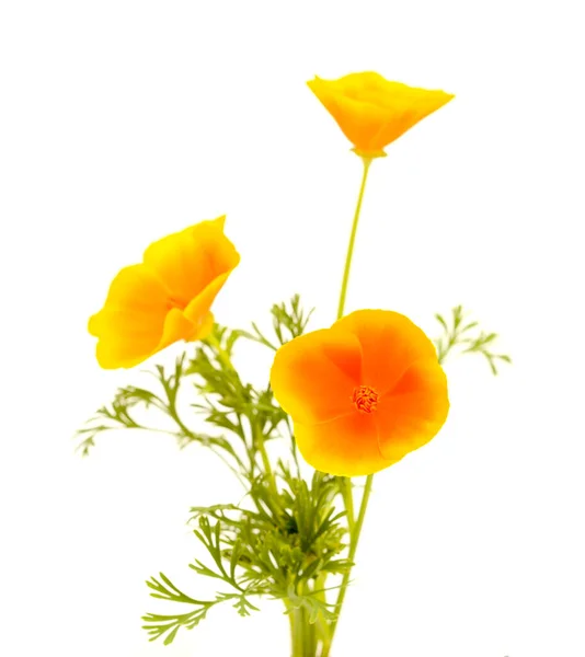 Флора Гран Канария Eschscholzia Californica Калифорнийский Мак Интродуцированных Инвазивных Видов — стоковое фото