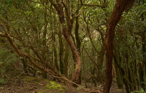 Tenerife Zamotané Tmavé Lesy Venkovského Parku Anaga Severovýchodní Části Ostrova — Stock fotografie