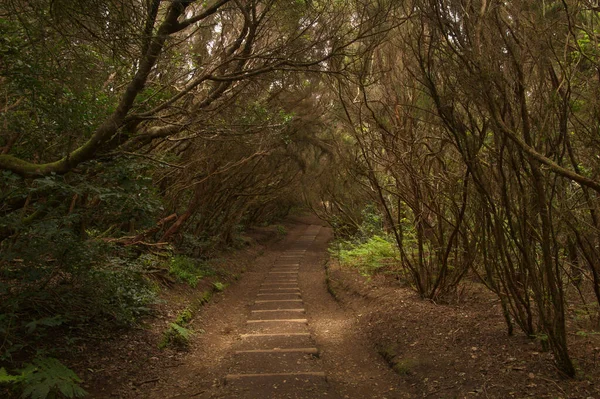 Tenerife Tangled Dark Forests Anaga Rural Park North East Part — Zdjęcie stockowe