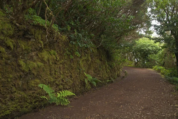 Tenerife Tangled Dark Forests Anaga Rural Park North East Part — Fotografia de Stock