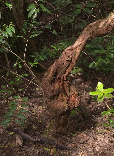Τενερίφη Μπλεγμένα Και Σκούρα Δάση Του Αγροτικού Πάρκου Anaga Στο — Φωτογραφία Αρχείου