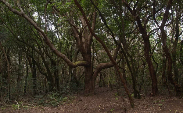 Tenerife Tangled Dark Forests Anaga Rural Park North East Part — Zdjęcie stockowe