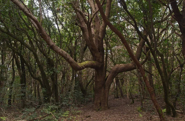 Tenerife Tangled Dark Forests Anaga Rural Park North East Part — Stock Fotó