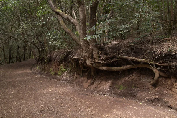 Tenerife Tangled Dark Forests Anaga Rural Park North East Part — Foto Stock