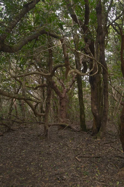 Tenerife Tangled Dark Forests Anaga Rural Park North East Part — Zdjęcie stockowe