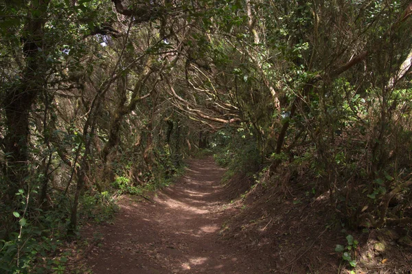 Tenerife Tangled Dark Forests Anaga Rural Park North East Part — Zdjęcie stockowe