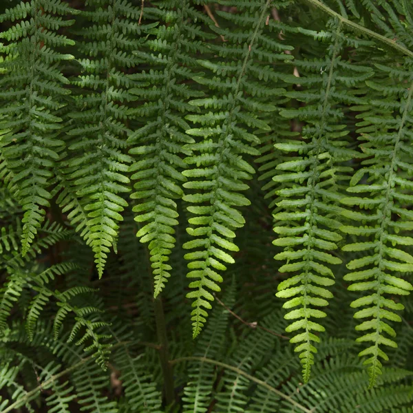 Frondes Fraîches Vertes Fougère Fond Macro Floral Naturel — Photo