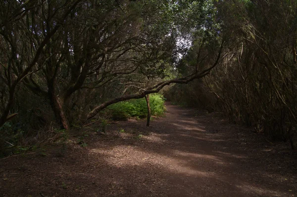 Tenerife Tangled Dark Forests Anaga Rural Park North East Part — Stock fotografie