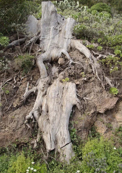 Nagyon Nagy Elhalt Valószínűleg Juniperus Canariensis Maradványai Mirador Jardina Közelében — Stock Fotó