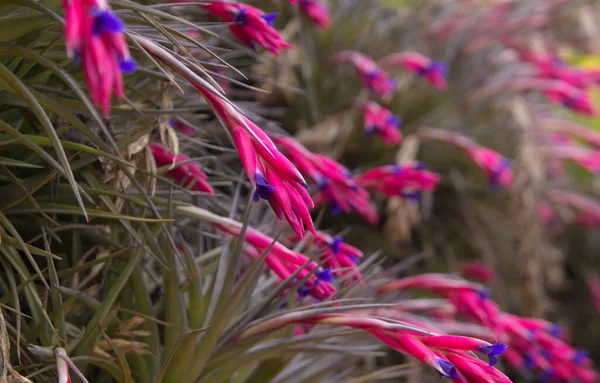 Flowering Tillandsia Aeranthos Purple Air Plant Natural Macro Floral Background — Stock Photo, Image